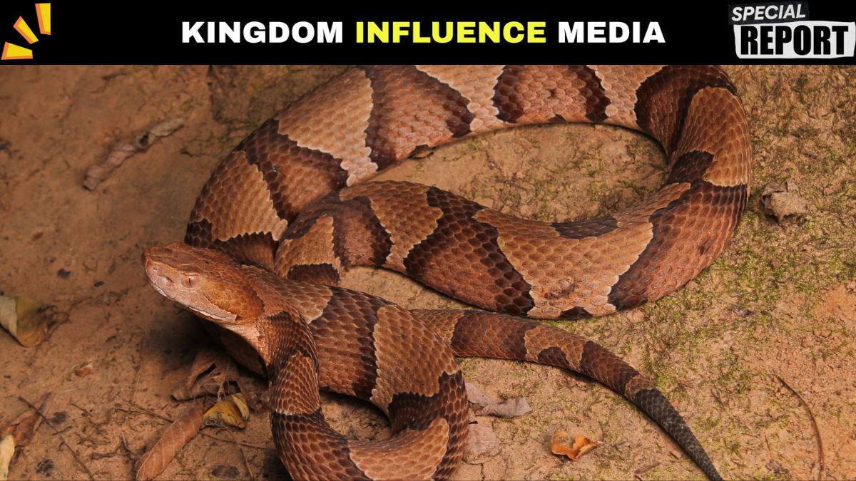 I Saw A Hognose Snake Today!!