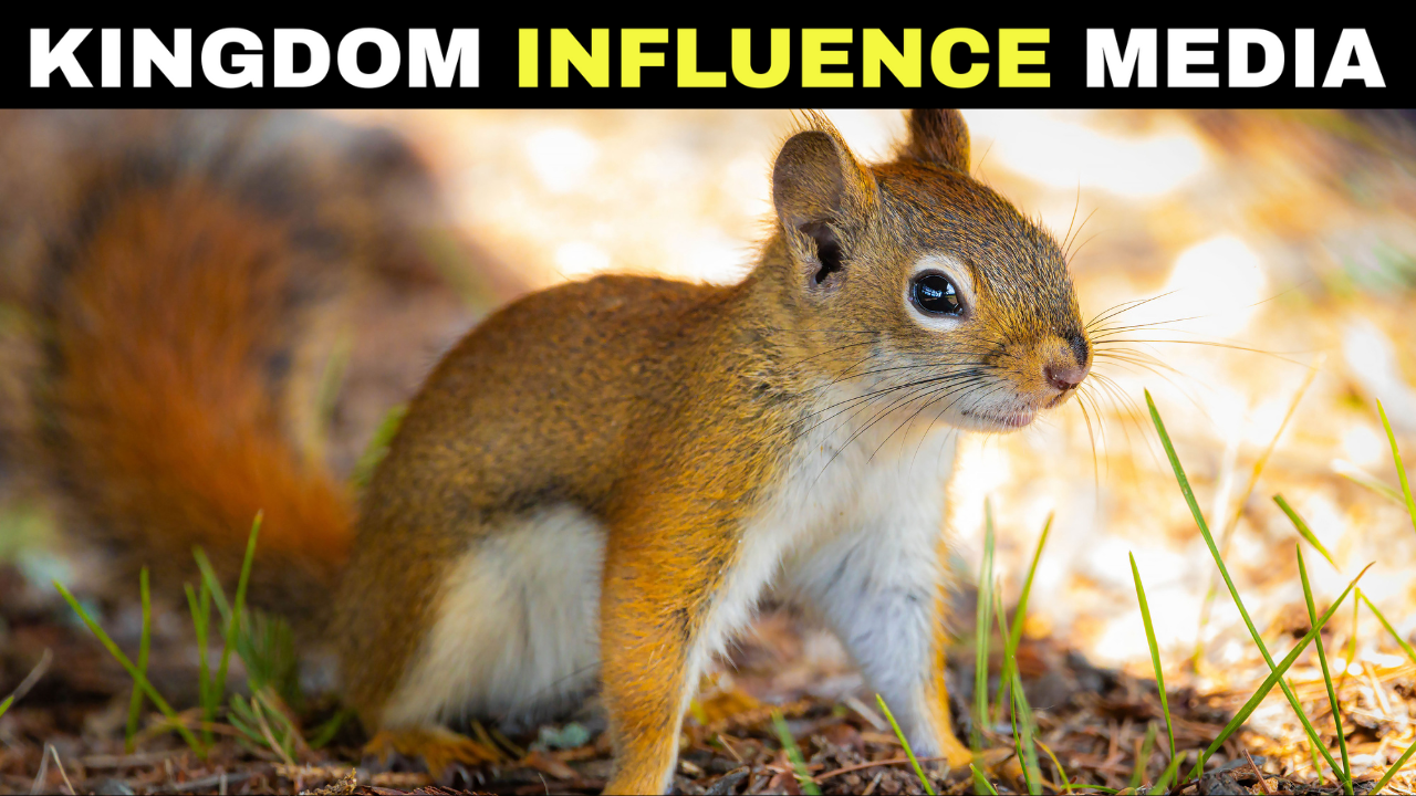 The Most Chill Squirrel I’ve Ever Seen On A Mailbox!🤣