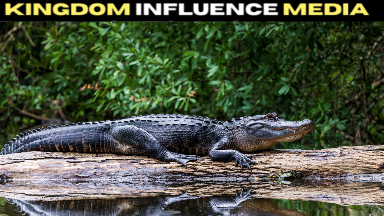 I Saw an Alligator Today — And It Reminded Me of God’s Beautiful Creation 🐊☀️